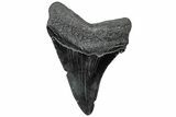 Fossil Megalodon Tooth - South Carolina #310056-1